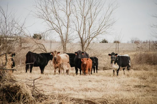 Cows on a field in Kansas.